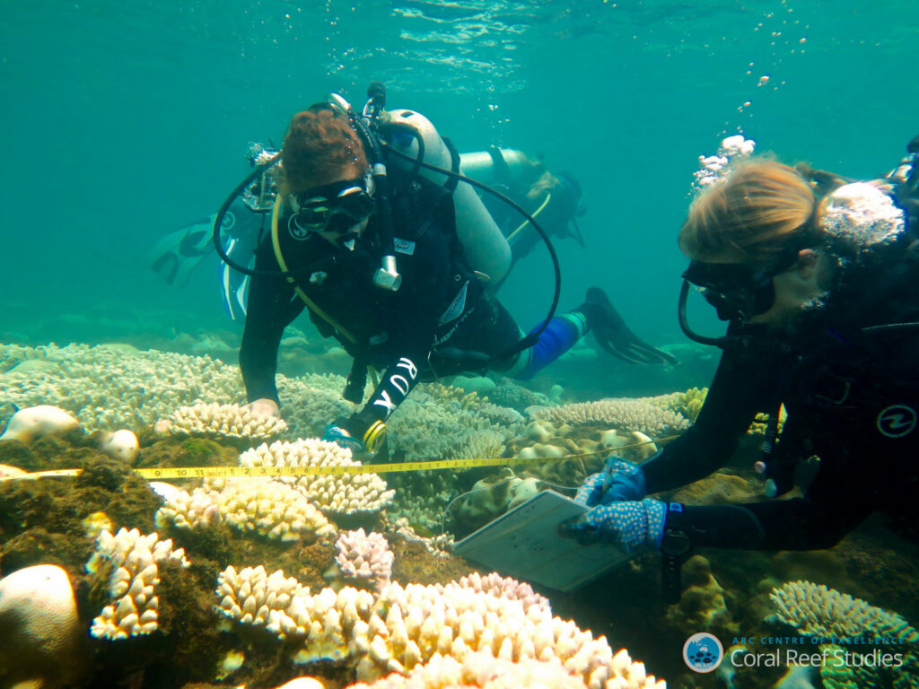Bild: Wissenschaftler untersuchen gebleichte Korallen